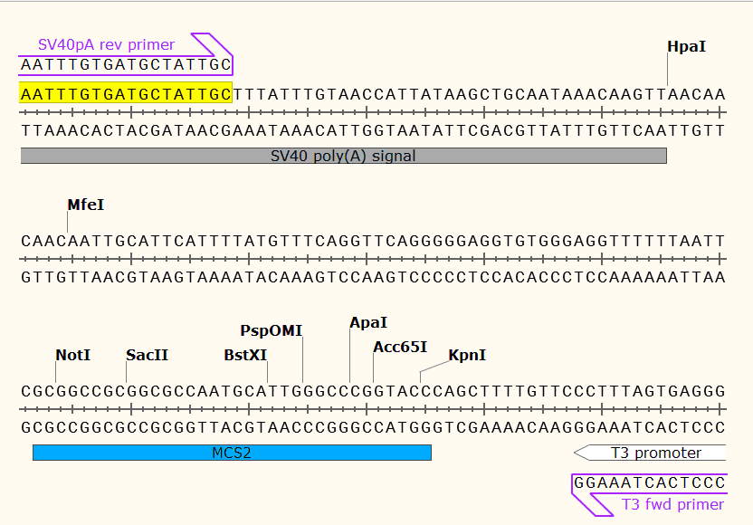 pCS2+MT 多克隆位点2 点击看大图 pCS2+MT 多克隆位点2